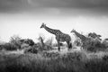 Giraffe, giraffes family in the savanna, safari in Africa, Kenya, Tanzania Uganda, elephant fighting