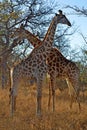 Giraffe Giraffes Male Female Africa Savanna