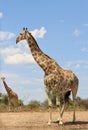 Giraffe - Girls sticking out tongues at Boys Royalty Free Stock Photo