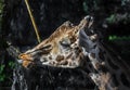 Giraffe gnaws twigs 3 Royalty Free Stock Photo