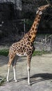 Giraffe gnaws twigs 3 Royalty Free Stock Photo