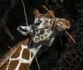 Giraffe gnaws twigs 5 Royalty Free Stock Photo