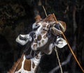Giraffe gnaws twigs 6 Royalty Free Stock Photo