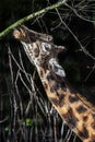 Giraffe gnaws twigs 2 Royalty Free Stock Photo