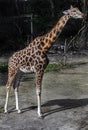 Giraffe gnaws twigs 4 Royalty Free Stock Photo