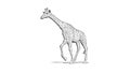 Giraffe goes with shadow on the floor - Pencil drawing on white background Royalty Free Stock Photo