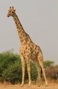 Giraffe - Golden Bull Royalty Free Stock Photo