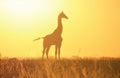 Giraffe Golden Sunset Silhouette - Wildlife Background and Beauty from the wilds of Africa. Royalty Free Stock Photo