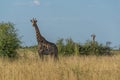 Giraffe in grass with baby behind bush