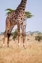 Giraffe in grass field of Serengeti Savanna - African Tanzania Safari trip Royalty Free Stock Photo