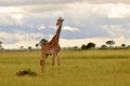 Giraffe in Mikumi National Park in Tanzania