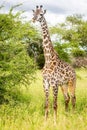 Giraffe in a grassy savanna, surrounded by several tall trees Royalty Free Stock Photo