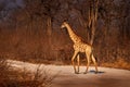 Giraffe on the gravel road, Khwai in Botswana. Africa wildlife, big long neck animal in the forest, evening light. Botswana nature Royalty Free Stock Photo