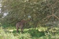 The giraffe grazes on the thorny branches of the acacia tree. Royalty Free Stock Photo