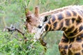 A grazing giraffe Royalty Free Stock Photo