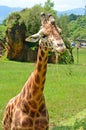 Giraffe on green grass Royalty Free Stock Photo
