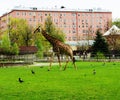 Giraffe on a green meadow