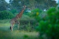 Giraffe, green vegetation with animal. Wildlife scene from nature, Okavango, Botswana, Africa.