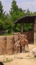 Giraffe habitat zoo animal neck