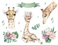 Giraffe Hand drawn watercolor cartoon giraffe tropical animal isolated illustration. Jungle exotic summer design