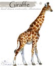 Giraffe hand drawn watercolor illustration