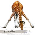 Giraffe hand drawn watercolor illustration