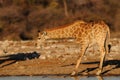 Giraffe have a drink on a waterhole Royalty Free Stock Photo