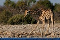 Giraffe have a drink Royalty Free Stock Photo