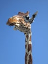 A giraffe having a good look around