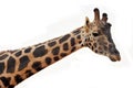 Giraffe head Royalty Free Stock Photo