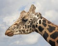 A Giraffe Head Against the Sky Royalty Free Stock Photo