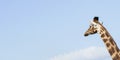 Giraffe head back portrait in day against blue sky. Royalty Free Stock Photo