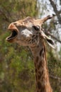 Giraffe head with open mouth