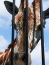 Giraffe head behind bars Royalty Free Stock Photo