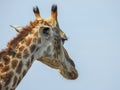 Giraffe head from behind, in detail.