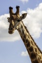 Giraffe, head only, blue sky, up close, clouds