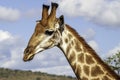 Giraffe, head only, blue sky, up close, clouds