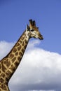 Giraffe, head only, blue sky, up close, clouds