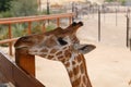 Giraffe head close-up. A beautiful and large mammal.