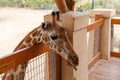 Giraffe head close-up. A beautiful and large mammal. Giraffe eating the fresh leaves