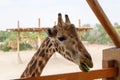 Giraffe head close-up. A beautiful and large mammal