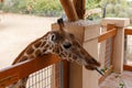 Giraffe head close-up. A beautiful and large mammal