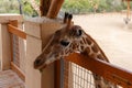 Giraffe head close-up. A beautiful and large mammal.