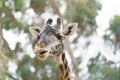 Giraffe head close up Royalty Free Stock Photo