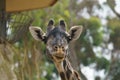 Giraffe head close up Royalty Free Stock Photo