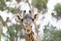 Giraffe head close up Royalty Free Stock Photo