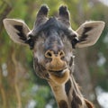 Giraffe head close up Royalty Free Stock Photo