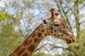 Giraffe head close-up, Dresden Zoo