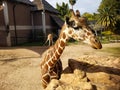 Giraffe head close-up with eyes, ears, mane