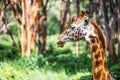 Giraffe head close-up (Giraffe Center: African Fund for Endangered Wildlife)